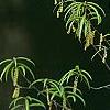 Quercus phellos, flowers