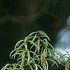 Quercus phellos, flowers