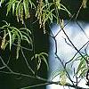 Quercus phellos, flowers