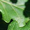 Quercus robur, leaves