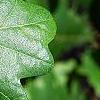 Quercus robur, leaves