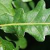 Quercus robur, leaves