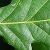 Quercus robur, leaves