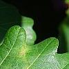 Quercus robur, leaves