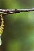 Quercus rubra, flowers