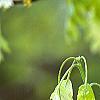 Quercus rubra, flowers