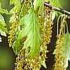 Quercus rubra, flowers