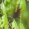 Quercus rubra, flowers