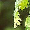Quercus rubra, flowers