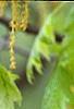 Quercus rubra, flowers