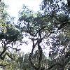 Quercus virginiana, habit