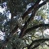 Quercus virginiana, habit