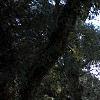 Quercus virginiana, habit