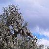 Quercus virginiana, habit