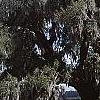 Quercus virginiana, habit