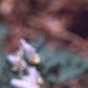 Dicentra cucullaria, flowers