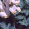 Dicentra cucullaria, flowers