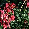 Dicentra exima, habit