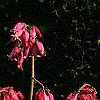 Dicentra exima, habit