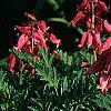 Dicentra exima, habit