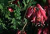Dicentra exima, habit