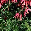 Dicentra exima, habit