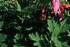 Dicentra exima, habit