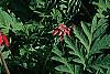 Dicentra exima, habit