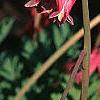 Dicentra exima, flowers