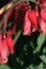 Dicentra exima, flowers
