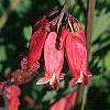 Dicentra exima, flowers