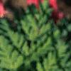 Dicentra exima, flowers