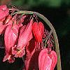 Dicentra exima, flowers
