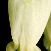 Dicentra eximia 'Snowflakes', flowers