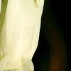 Dicentra eximia 'Snowflakes', flowers