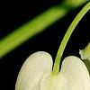 Dicentra eximia 'Snowflakes', flowers