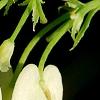 Dicentra eximia 'Snowflakes', flowers