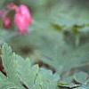 Dicentra formosa 'Bacchanal', flowers