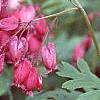 Dicentra formosa 'Bacchanal', flowers