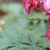 Dicentra formosa 'Bacchanal', flowers