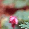 Dicentra formosa 'Bacchanal', flowers