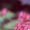 Dicentra formosa 'Bacchanal', flowers