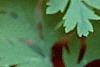Dicentra formosa 'Bacchanal', flowers