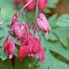Dicentra formosa 'Bacchanal', flowers