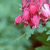 Dicentra formosa 'Bacchanal', flowers