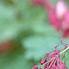 Dicentra formosa 'Bacchanal', flowers