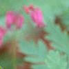 Dicentra formosa 'Bacchanal', flowers