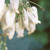 Dicentra formosa ssp. formosa, flowers