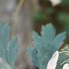 Dicentra formosa ssp. formosa, flowers