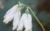 Dicentra formosa ssp. formosa, flowers